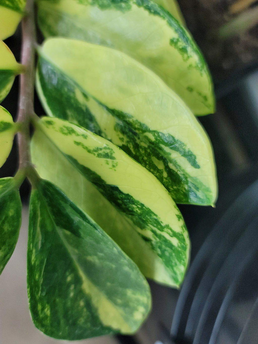 Variegated ZZ cuttings