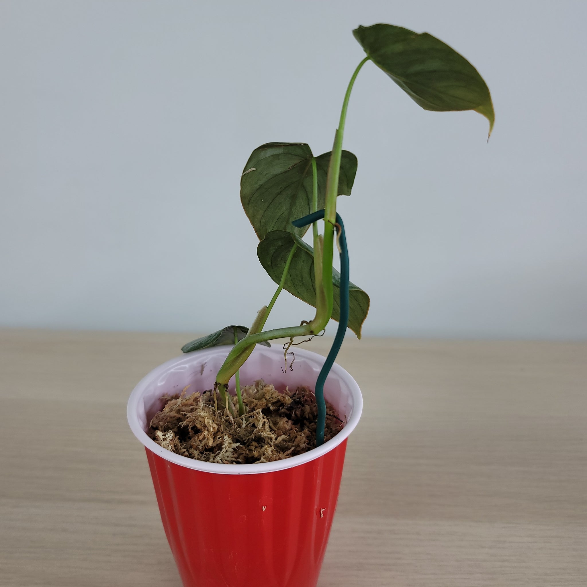 Philodendron Brandtianum 1