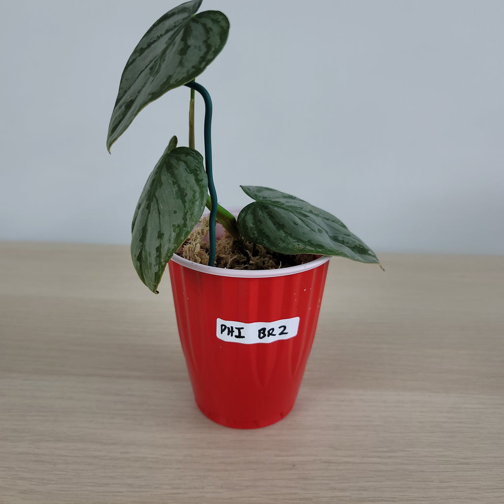 Philodendron Brandtianum 2