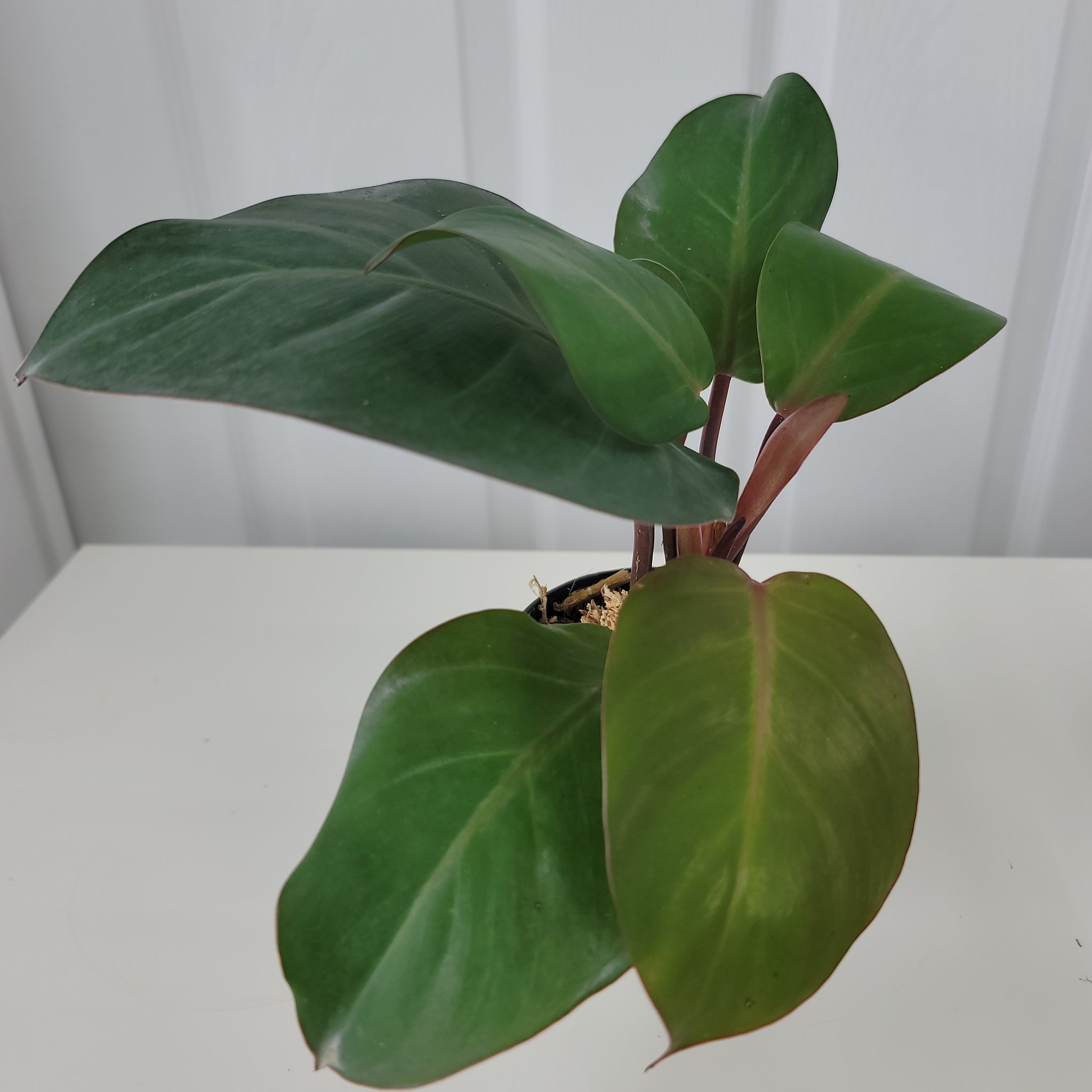 Philodendron Cherry Red 1