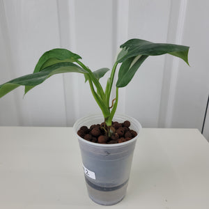 Philodendron White Wizard 2