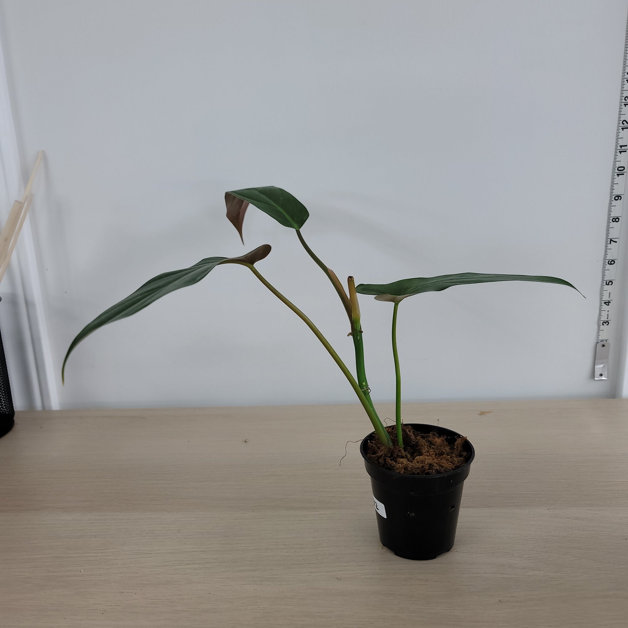 Philodendron Mexicanum 2