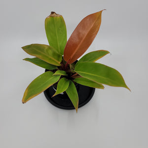 Prince of Orange Philodendron 1
