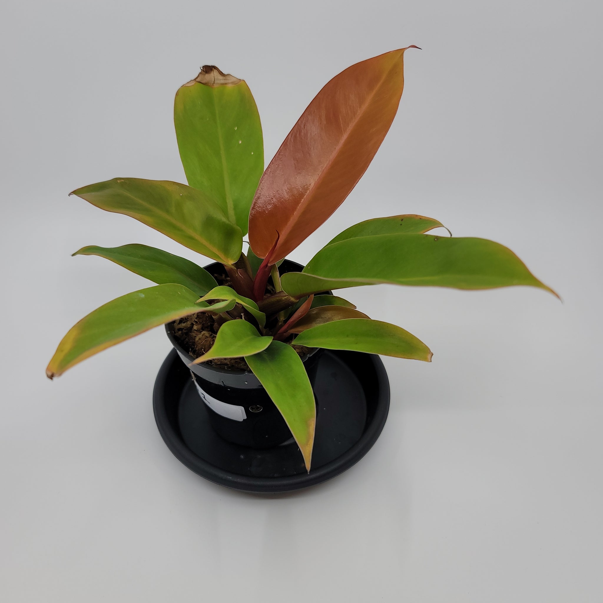 Prince of Orange Philodendron 1