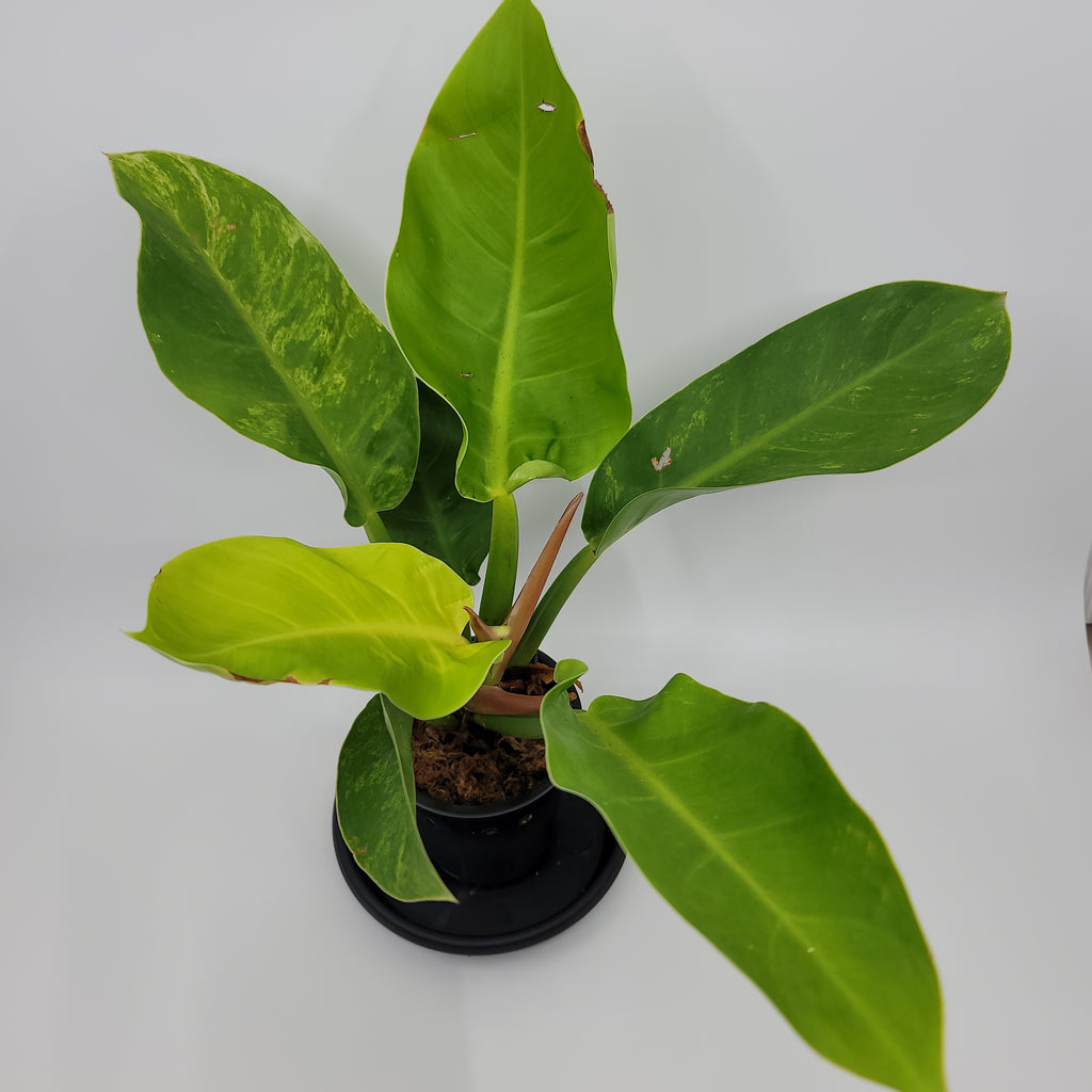 Philodendron Moonlight Variegated 3