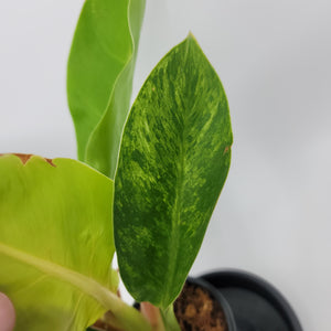 Philodendron Moonlight Variegated 3