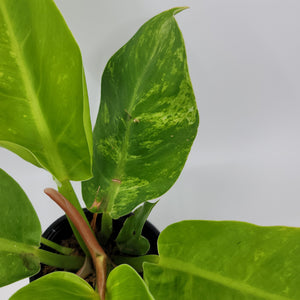 Philodendron Moonlight Variegated 2