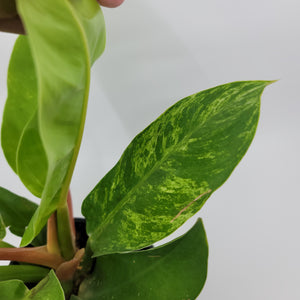 Philodendron Moonlight Variegated 2
