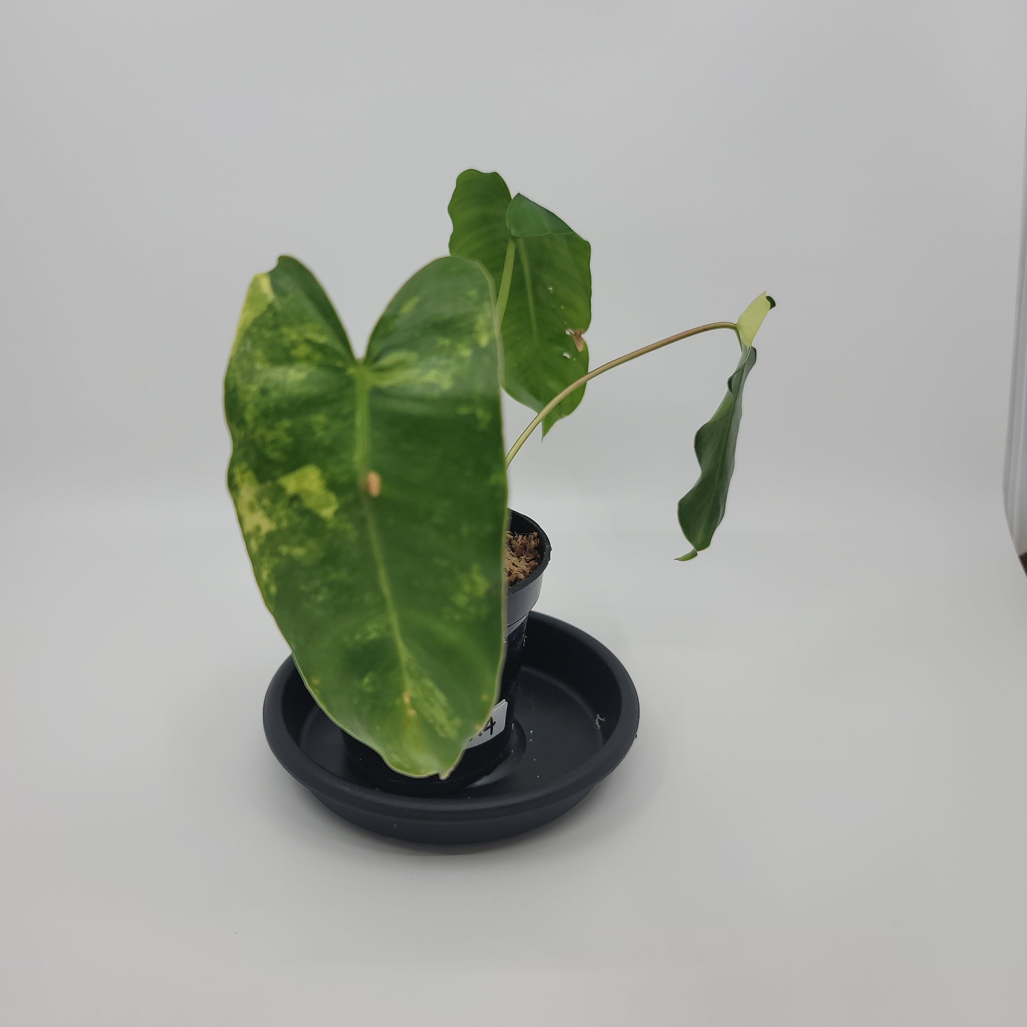 Philodendron Burle Marx Variegated "A4"