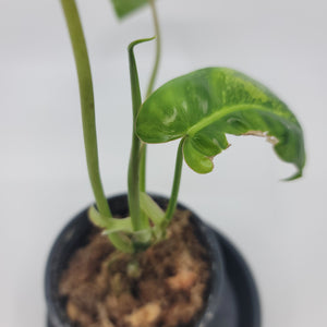 Philodendron Burle Marx Variegated "A6"