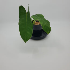 Philodendron Burle Marx Variegated 'A10'