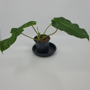 Philodendron Burle Marx Variegated 'A11'
