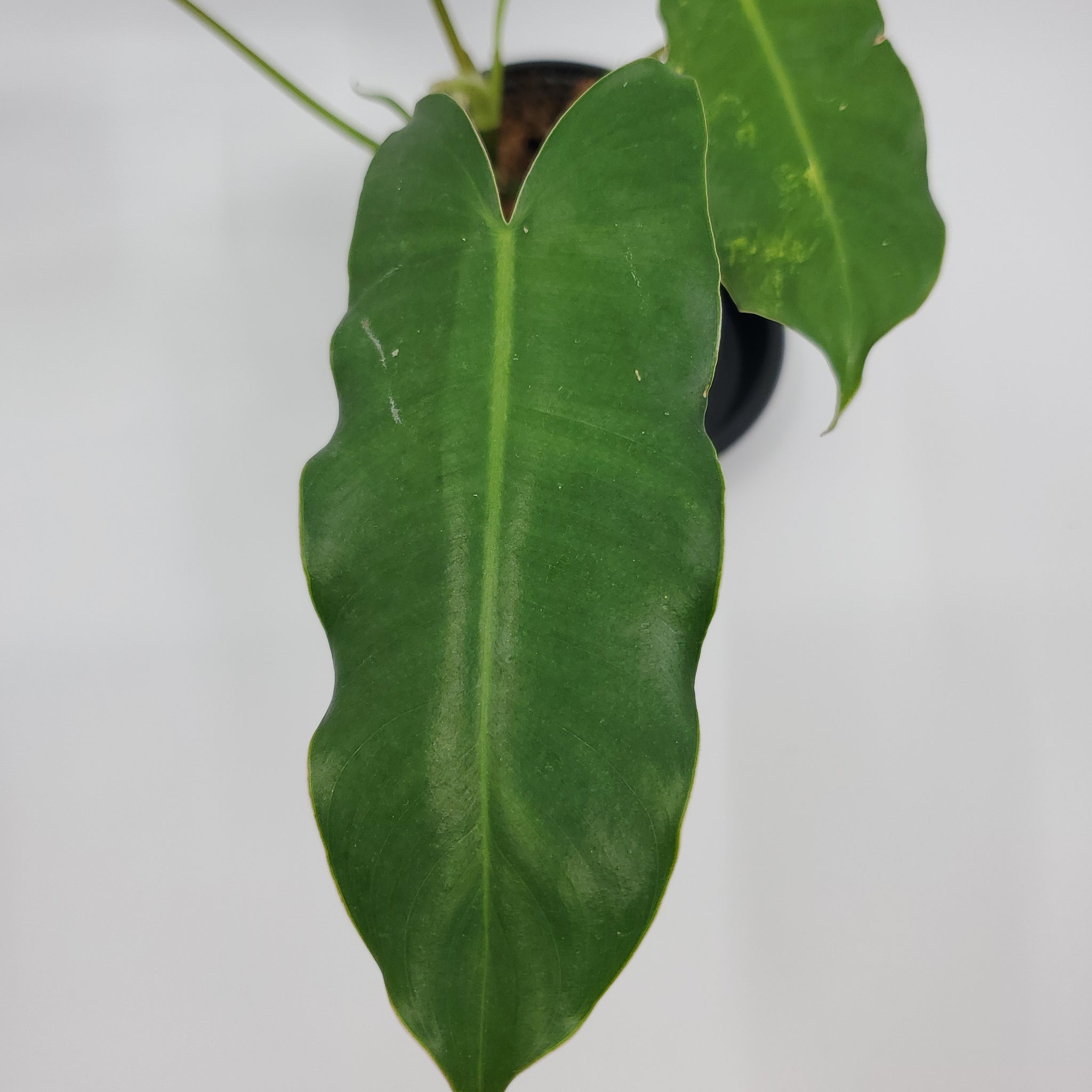 Philodendron Burle Marx Variegated 'A11'