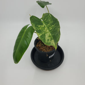 Philodendron Burle Marx Variegated 'A12'