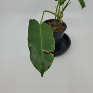 Philodendron Burle Marx Variegated 'A12'