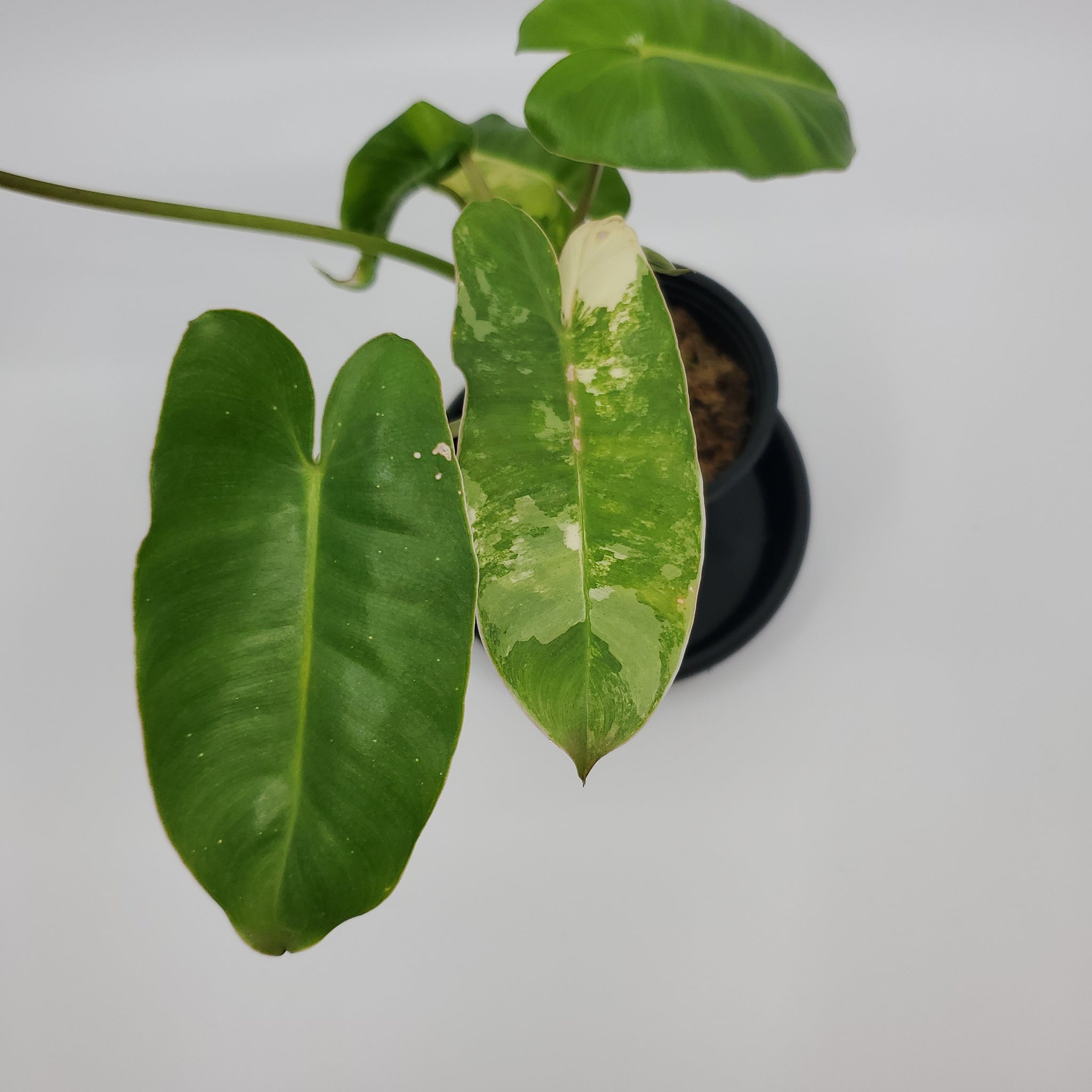 Philodendron Burle Marx Variegated "A14"
