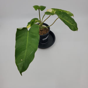 Philodendron Burle Marx Variegated "A14"