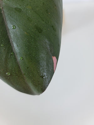 Pink Princess Philodendron Cutting