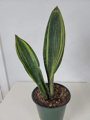Variegated Whale Fin Sansevieria