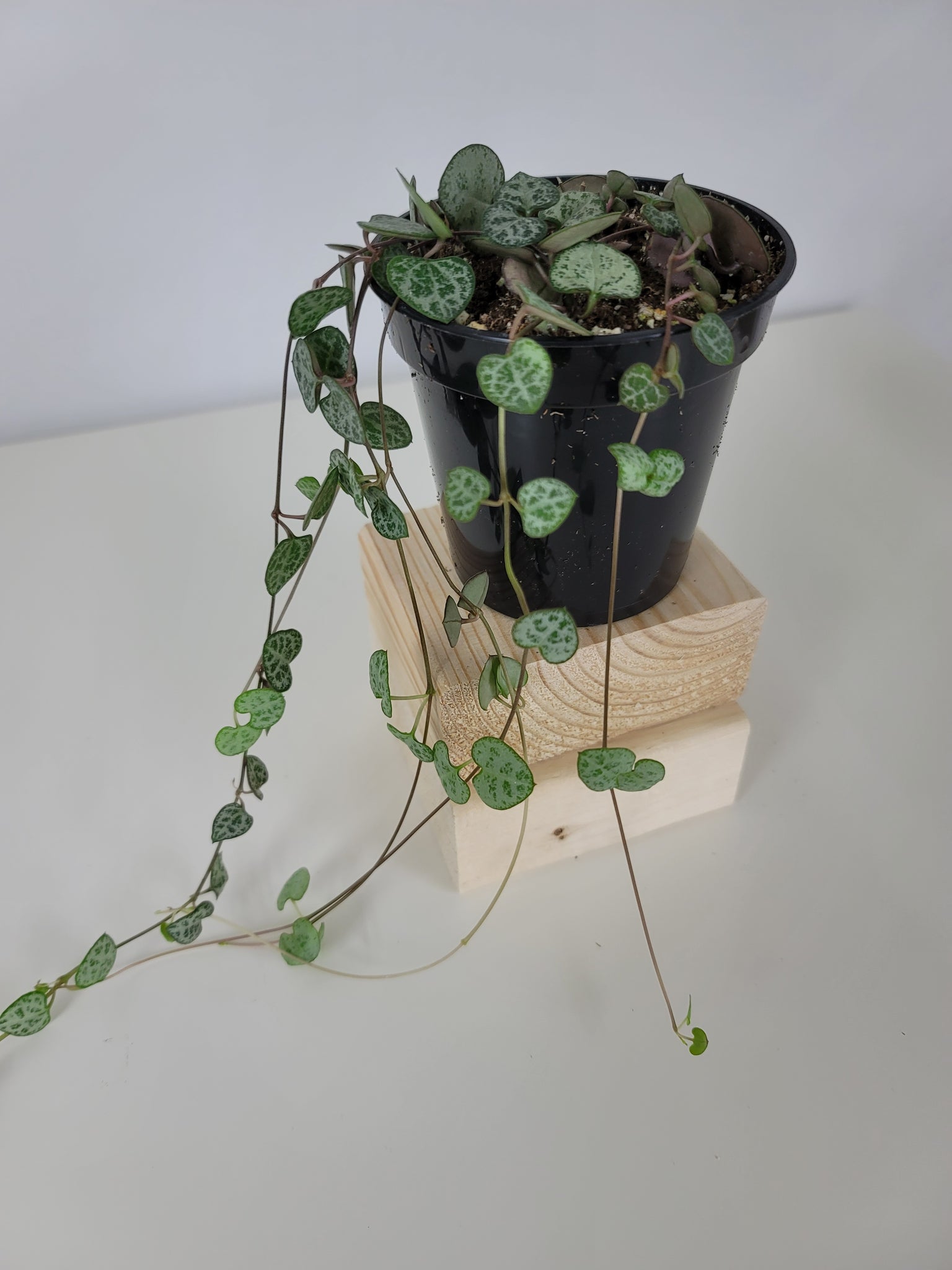 Ceropegia Woodii - String of Hearts