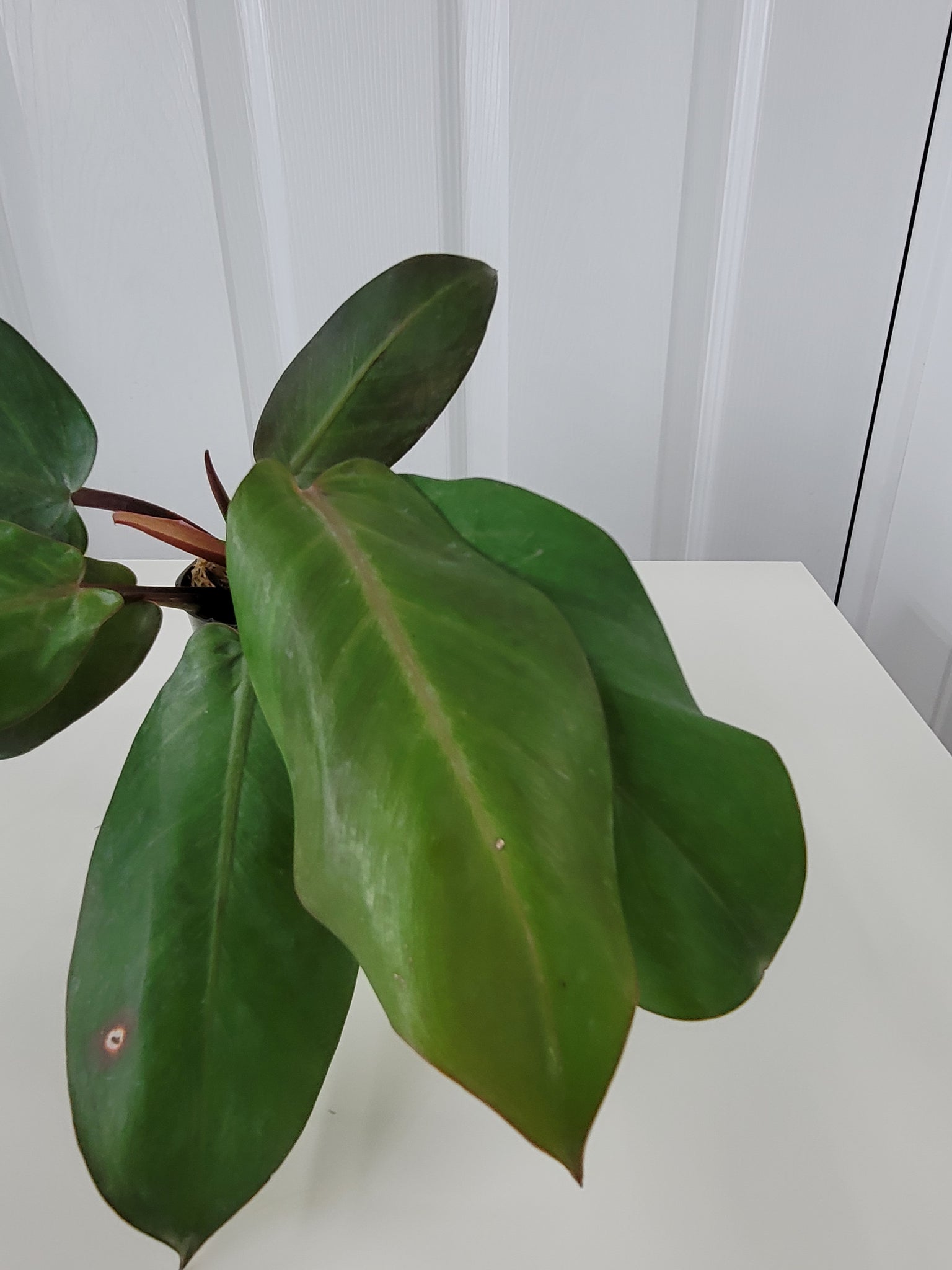Philodendron Cherry Red 2