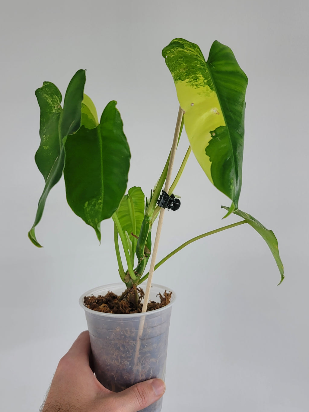 Philodendron Burle Marx Variegated "A2"