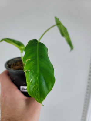 Philodendron Burle Marx Variegated "A3"