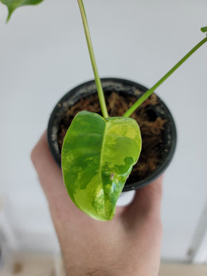Philodendron Burle Marx Variegated "A3"