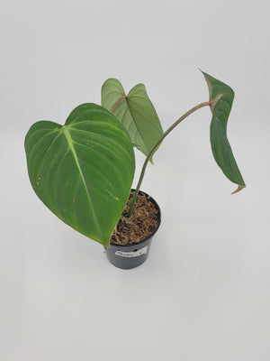 Philodendron Gloriosum 1