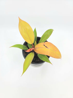 Prince of Orange Philodendron