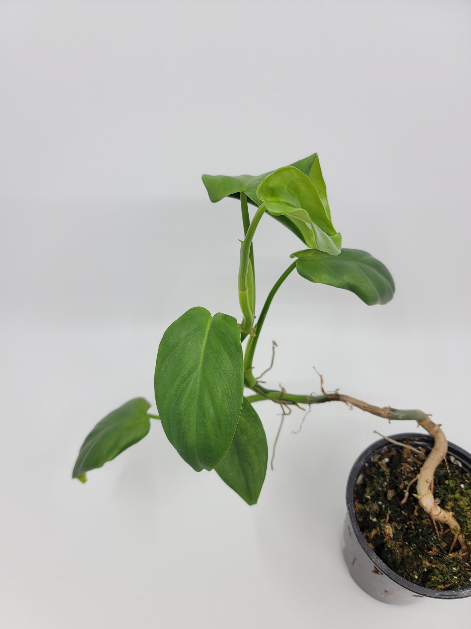 Philodendron Bipennifolium