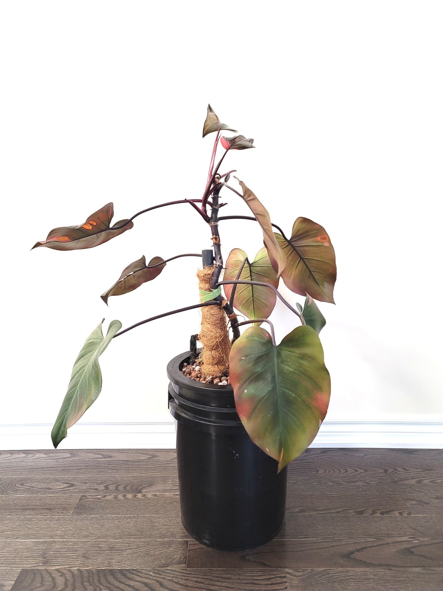 Hydroponic Pink Princess Philodendron
