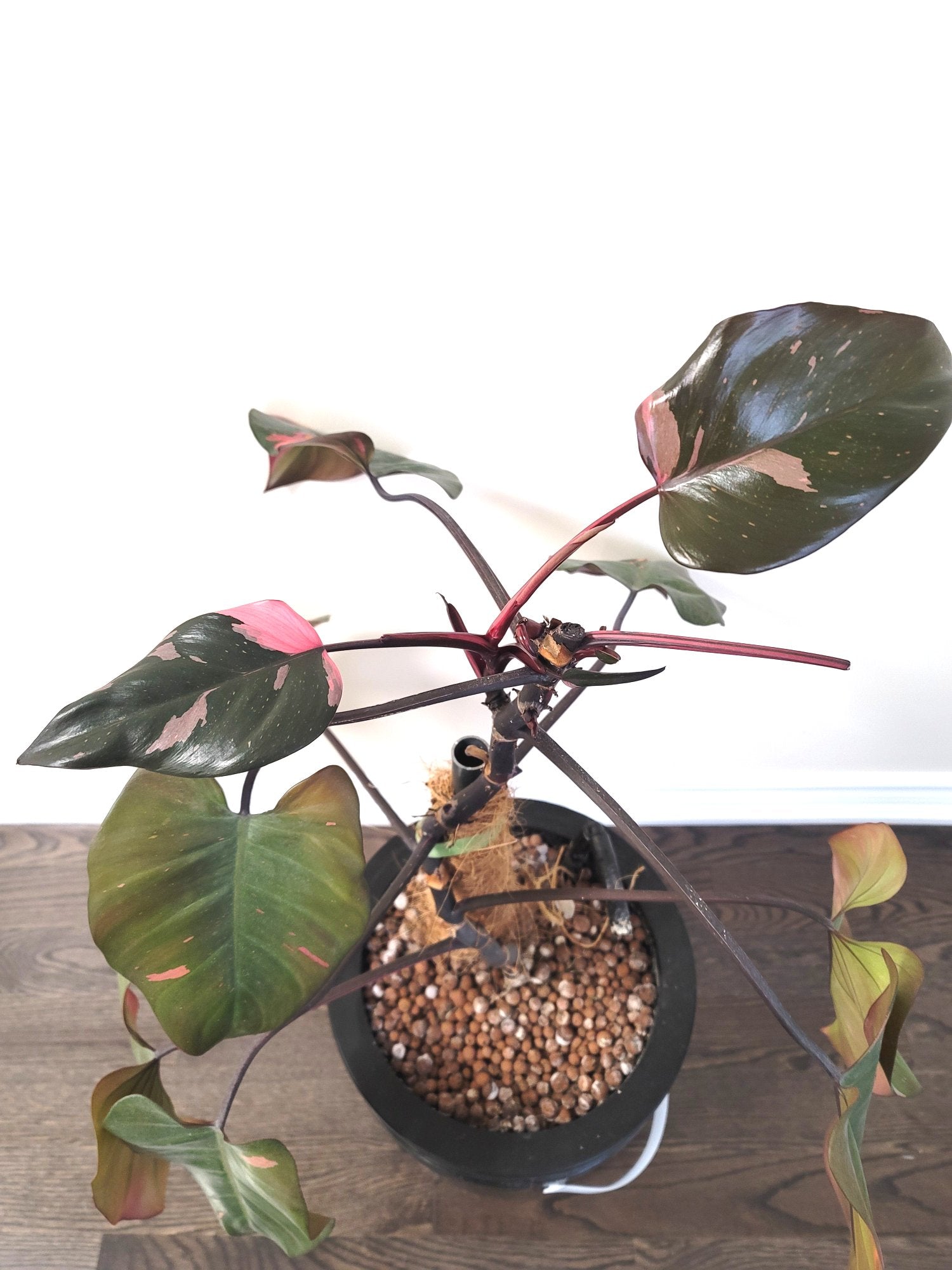 Hydroponic Pink Princess Philodendron