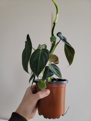 Philodendron Melanochrysum 4