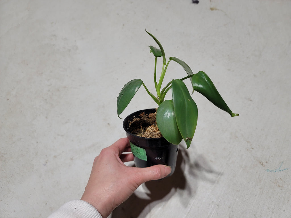 Philodendron Bipennifolium