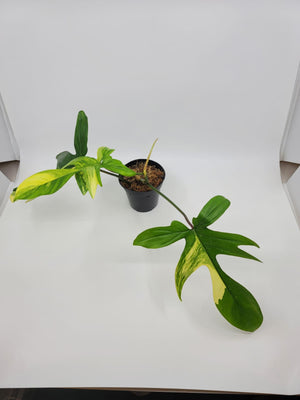 Philodendron Florida Beauty Variegated
