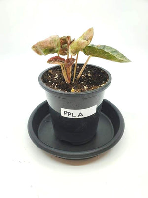 Peperomia Pink Lady A