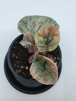 Peperomia Pink Lady A
