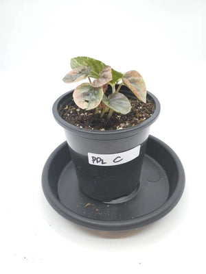Peperomia Pink Lady C