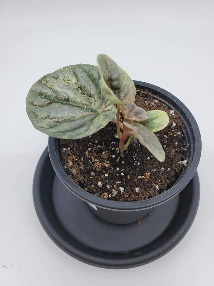 Peperomia Pink Lady D