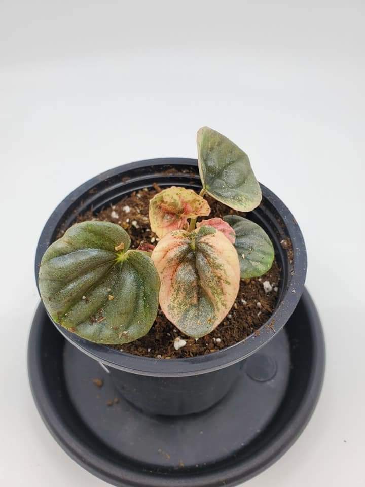 Peperomia Pink Lady G