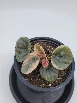 Peperomia Pink Lady G