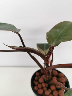 Pink Princess Philodendron 1