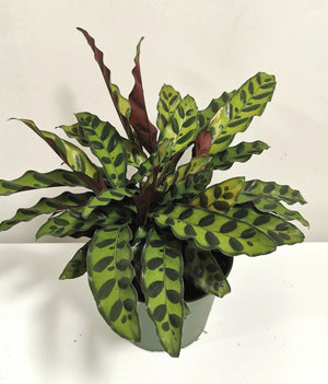 Calathea Lancifolia - Rattlesnake Plant