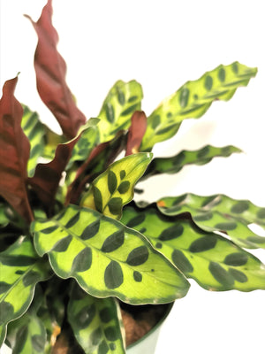 Calathea Lancifolia - Rattlesnake Plant