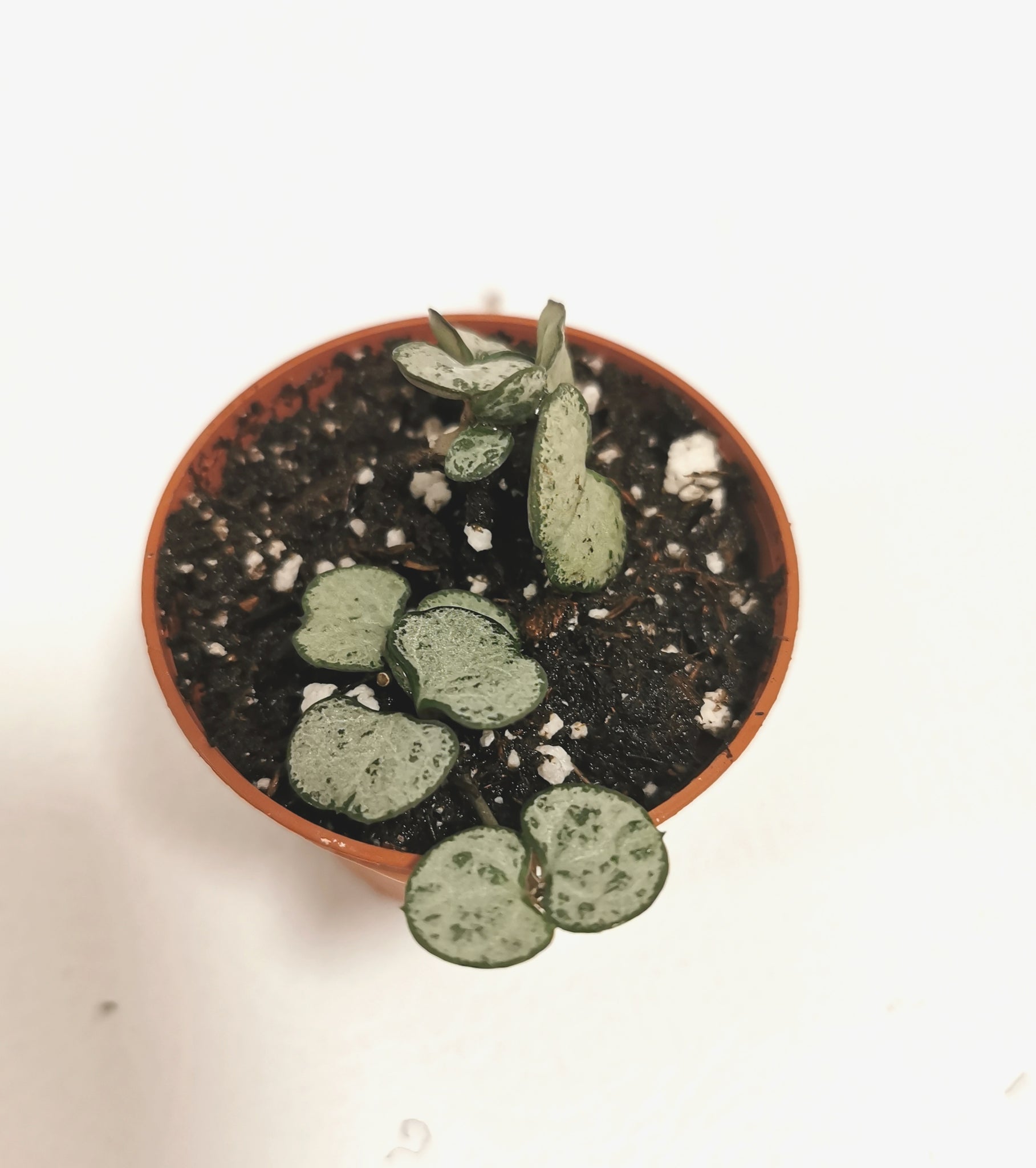 Ceropegia Woodii - String of Hearts Silver Glory