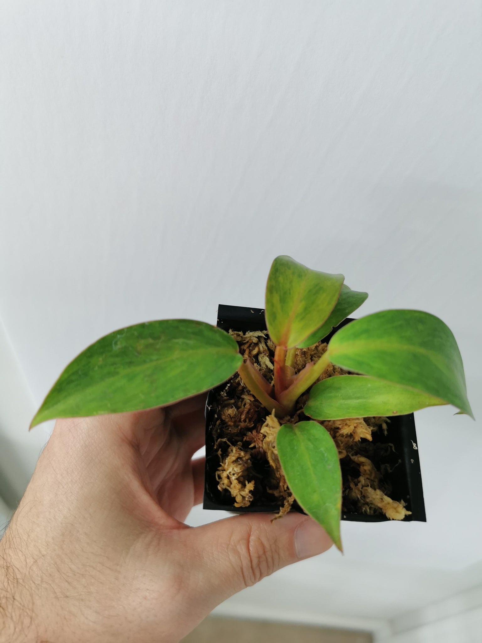 Philodendron Orange Marmalade 1 (Small)