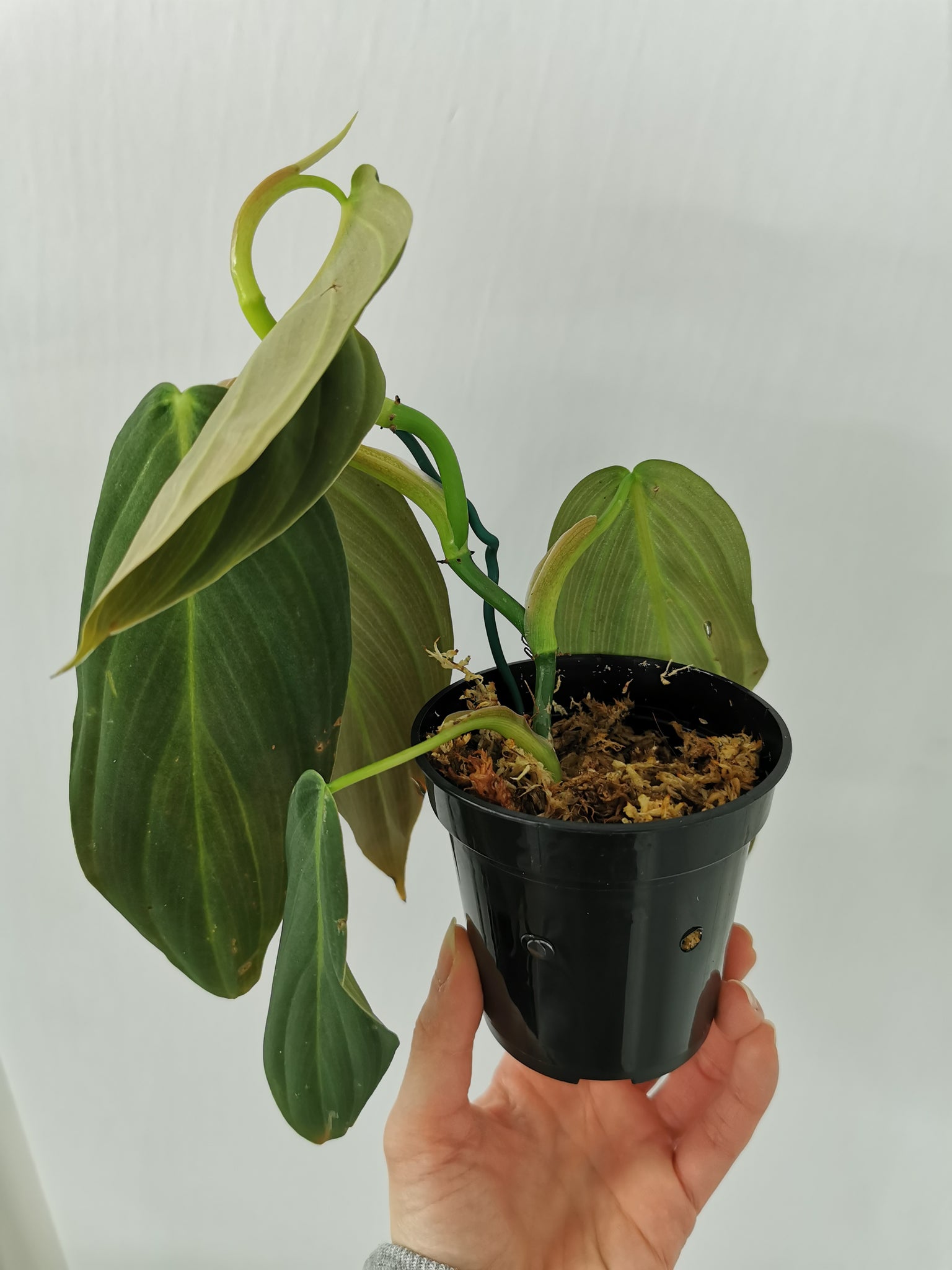 Pre-sale Philodendron Gigas PS1