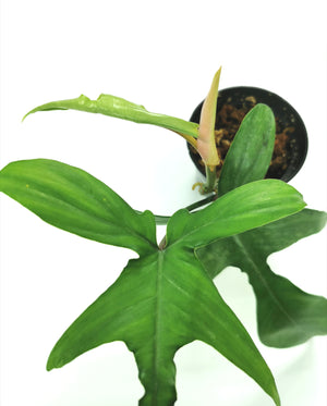 Philodendron Florida (Pedatum x Squamiferum) 9