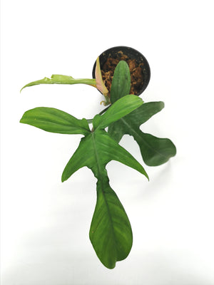 Philodendron Florida (Pedatum x Squamiferum) 9